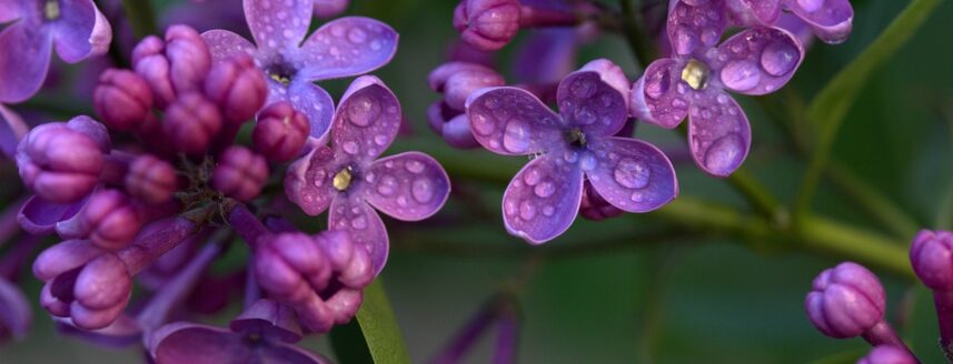 Lilac close up