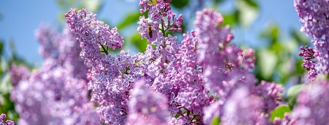 A lilac bush, close up