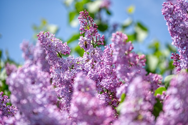 A single bee feeding on a lilac bush