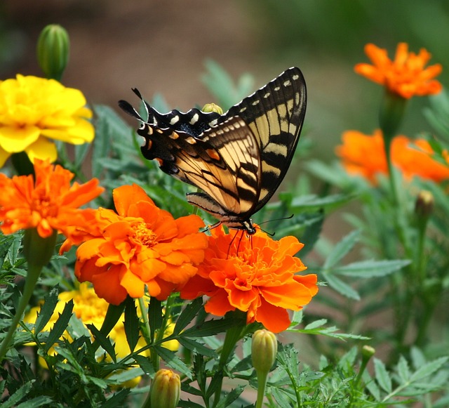 A butterfly feeding on a marigold