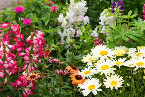 Lovely perennial flowering plants in a flowerbed