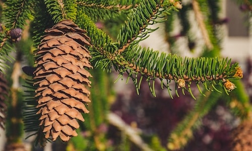 Pine cones on the tree