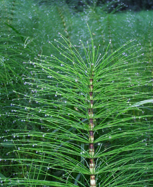 Pine tree-like horsetails