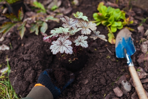 A person planting a heuchera in a flowerbed. 