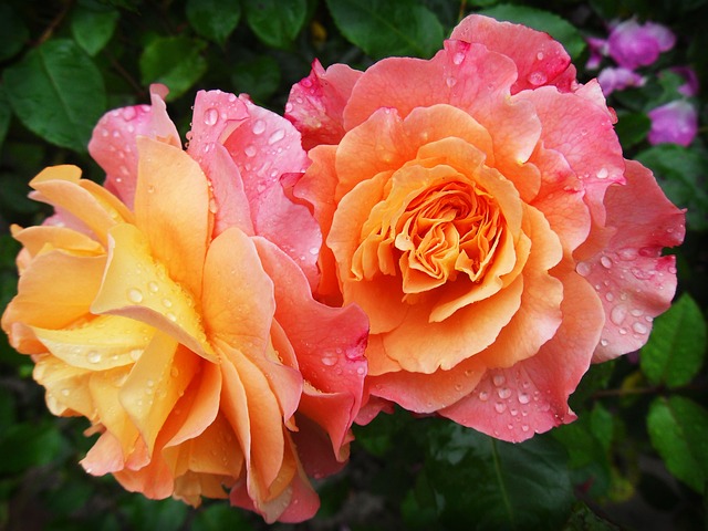 Roses in the rain