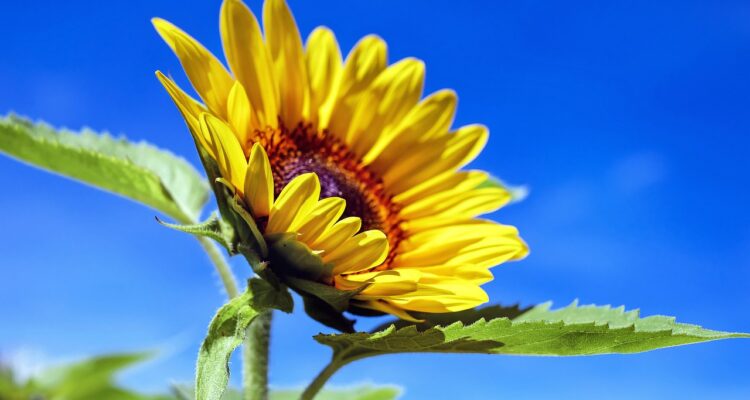 A beautiful sunflower against a blue sky