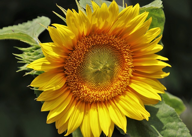 A beautiful sunflower