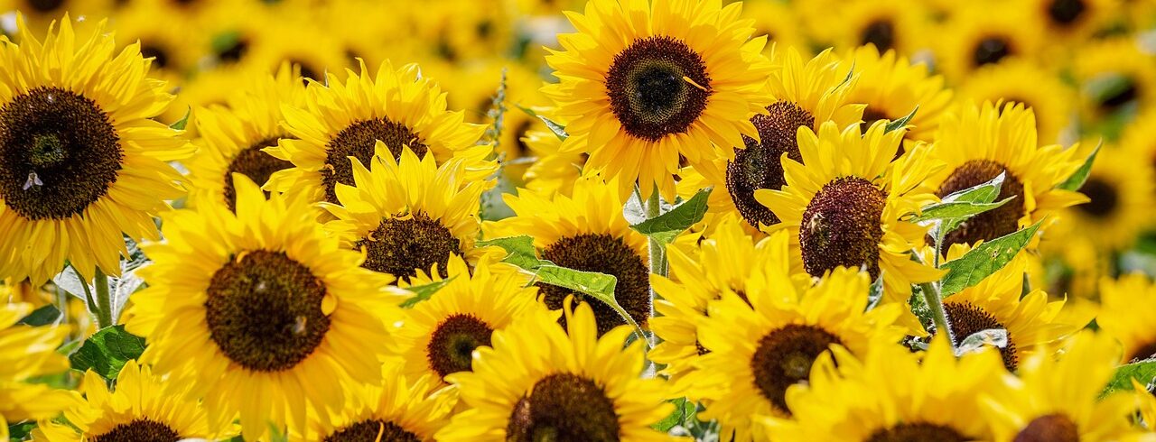 A close up of a field of summer sunflowers