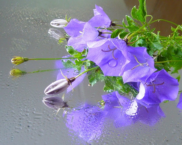 Campanula flowers on a reflective surface