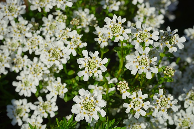 A bush of candytuft