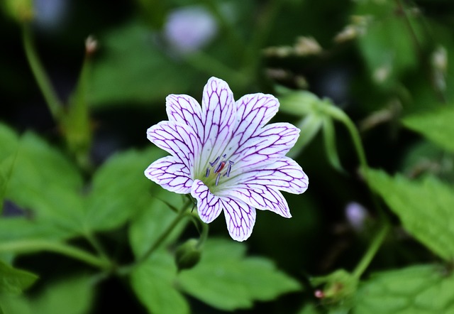 Close up of a single hardy geranium