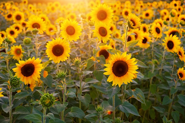 A field of sunflowers