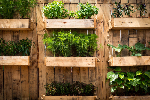 Pallets against a wall, converted into a vertical veg garden