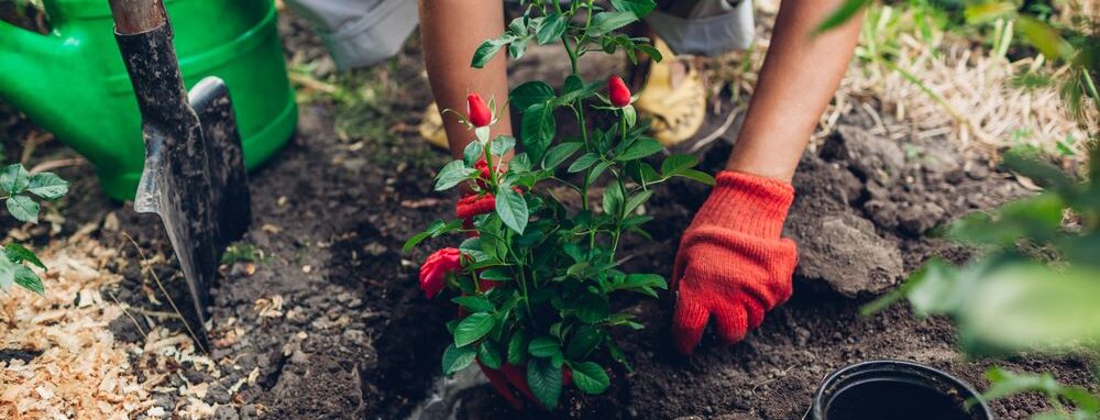 A woman planting roses