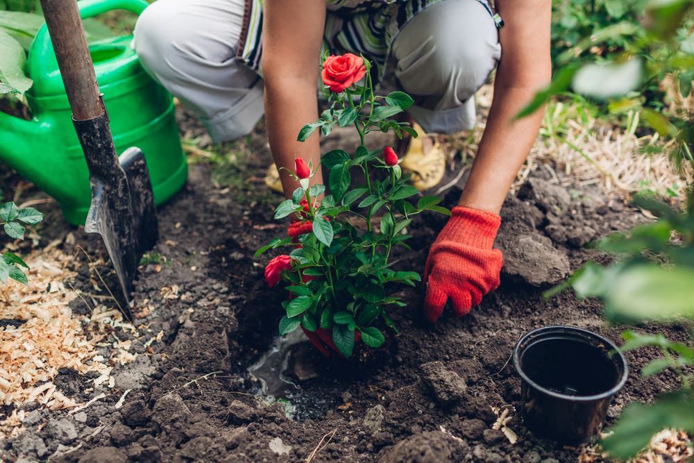 Planting roses: complete step-by-step plan | MOOWY