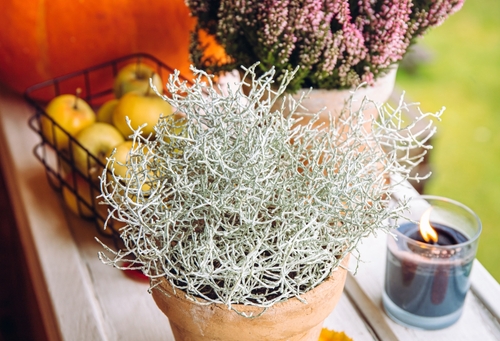 Barbed wire plant in a pot on a windowsill
