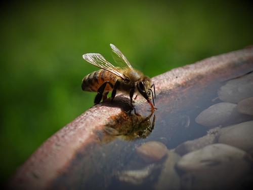 A bee drinking water