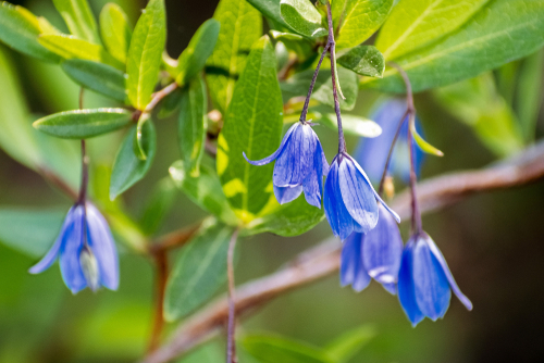 Bluebell creeper with lovely violet flowers