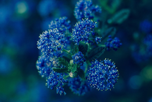 A close up of a ceonothus