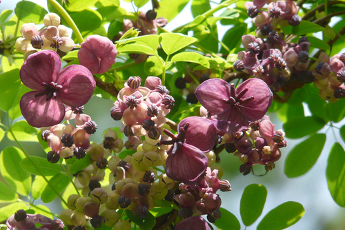 Beautiful chocolate vine evergreen climber