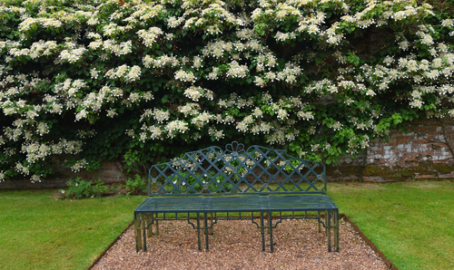 A large bush of white-flowered climbing hydrangea