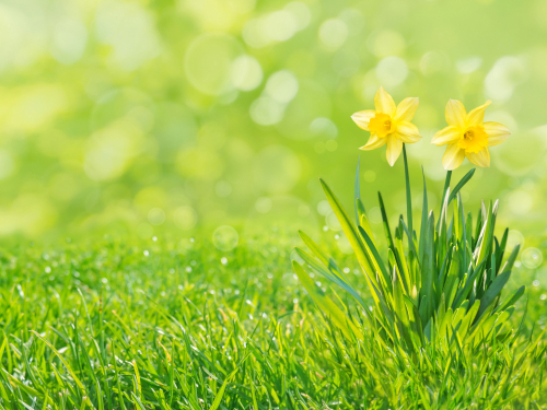 Two daffodils growing in a lush, green lawn. 