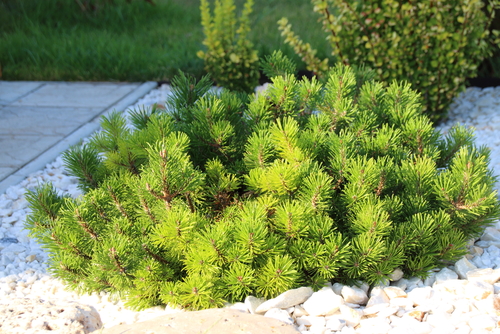 Dwarf mountain pine in the ground