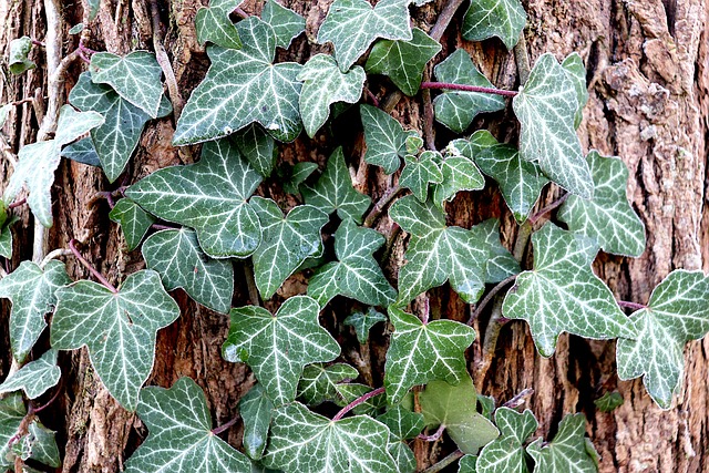 English ivy climbing a tree