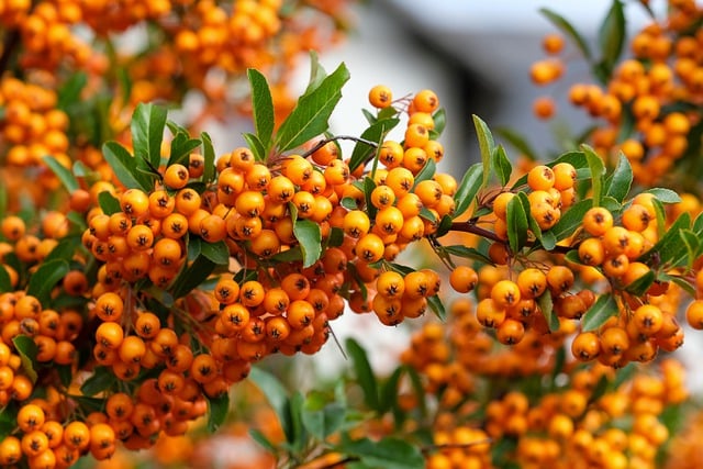 Berries on a firethorn bush