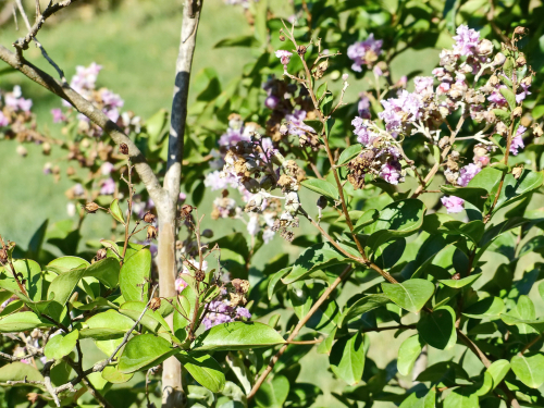 An abundantly flowering honeysuckle bush