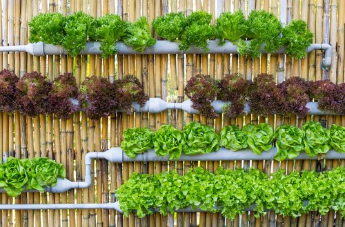 A hydroponic watering system