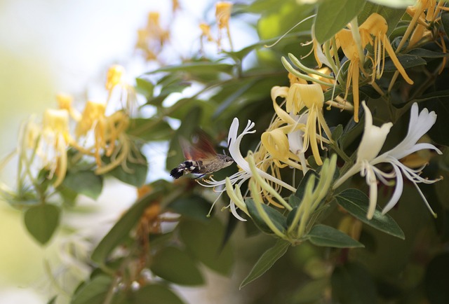 Japanese honeysuckle with abundant flowers