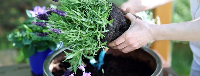 A person transferring a young lavender plant into a pot