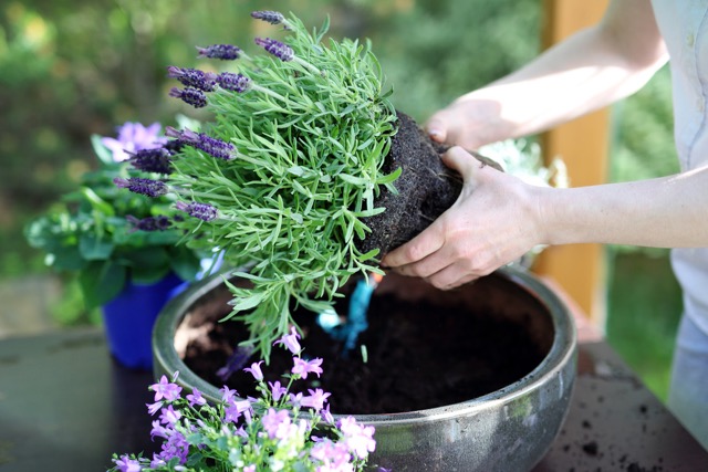 A person transferring a young lavender plant into a pot