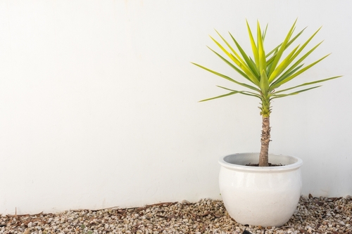 Outdoor yucca plant in a pot