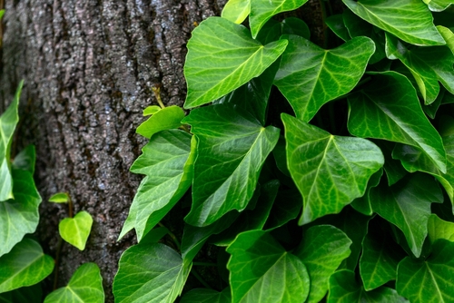 Persian ivy climbing a tree
