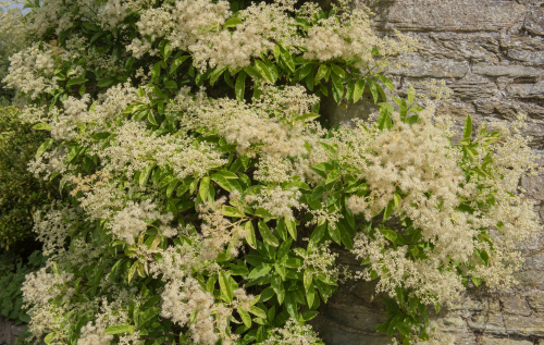 The abundantly flowering Pileostegia viburnoides)