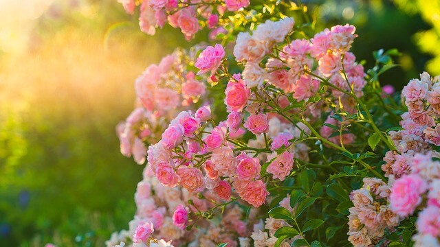 Beautiful roses in shades of pink in the sunlight