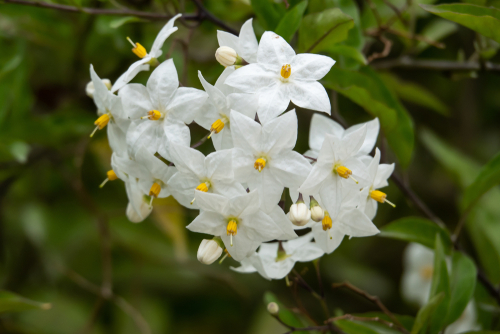 A cluster of white flowers on a potato vine