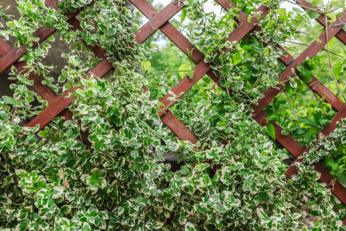 A Silver Queen evergreen climber on a trellis