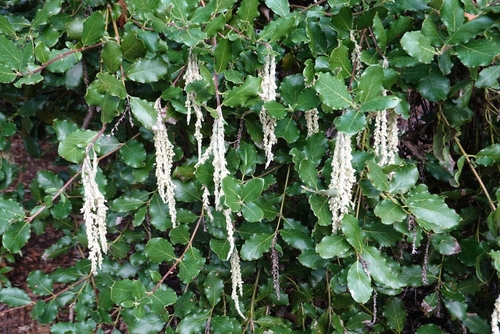 Silver tassel bush with silvery catkins