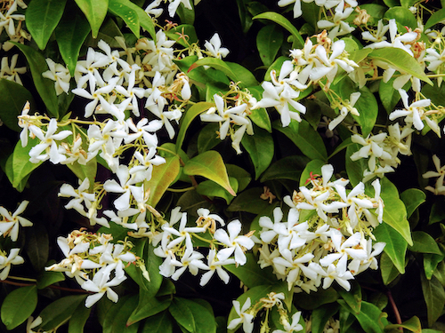20 Confederate White Jasmine Seeds – Rare Flowering Exotic Climber Vine Bush USA