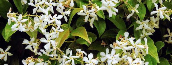 Star jasmine with abundant flowers