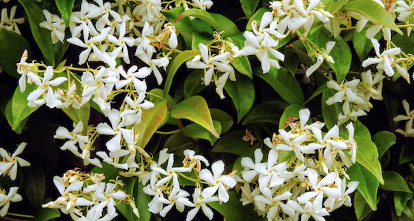Evergreen climbing plants discount