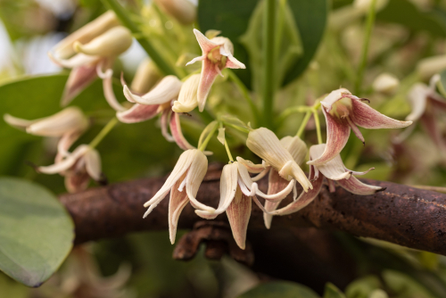 Stauntonia Hexaphylla with gorgeous pink flowers