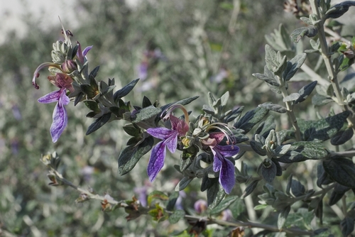 Teucrium fruticans with lovely long, hanging violet flowers
