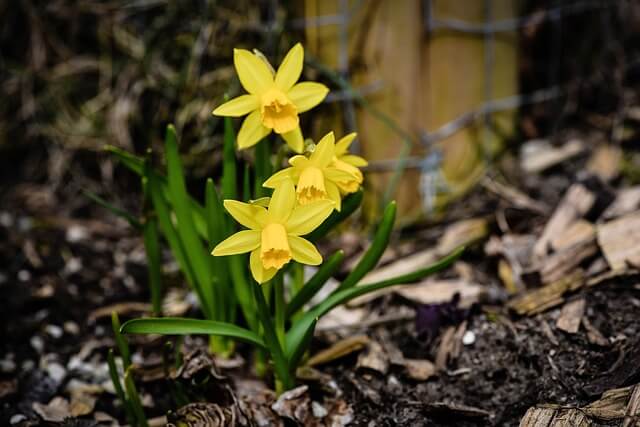 A small bunch of daffodils growing in the ground