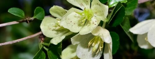 Winter flowering clematis in full bloom