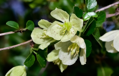 Close up of clematic cirrhosa flowers. 