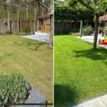 Before after image of a lawn with Weed-free lawn kit